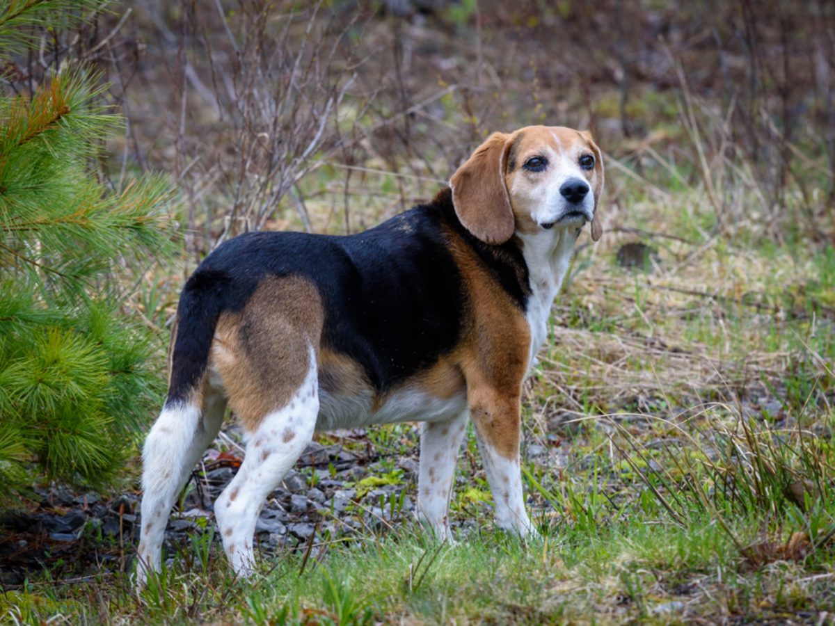 Un cane e un gatto in casa